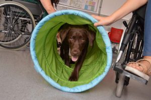 actividades terapia asistida con animales